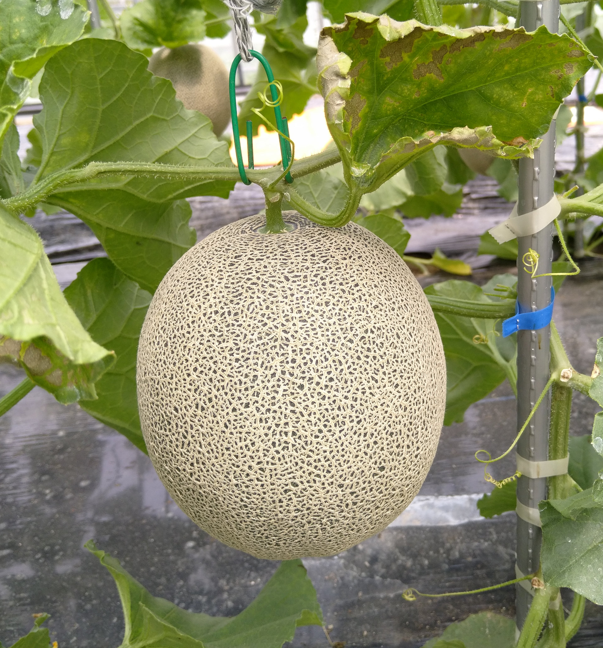 上品な甘さと香り「幻のメロン」と言われる矢野メロンで