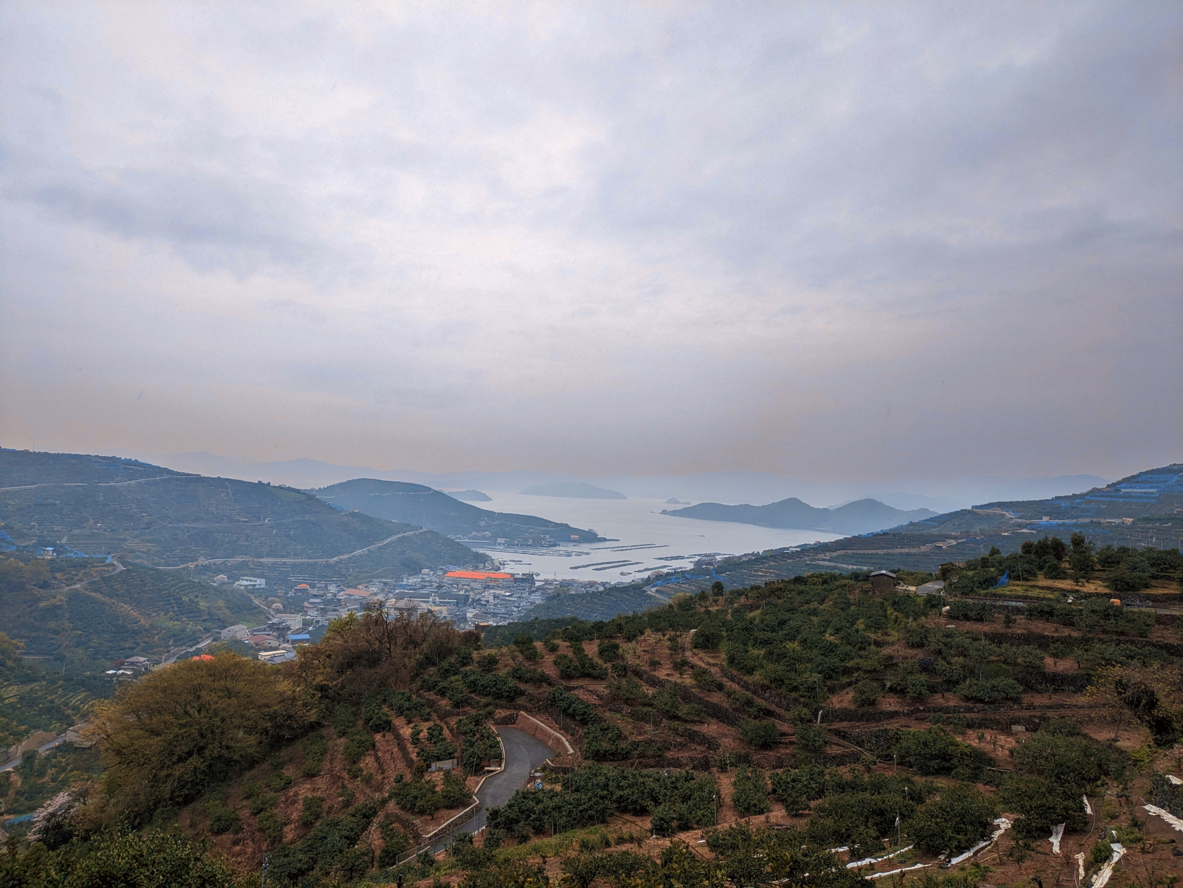 愛媛県の希少な柑橘「媛小春」をもっと多くの人に知ってほしい、という